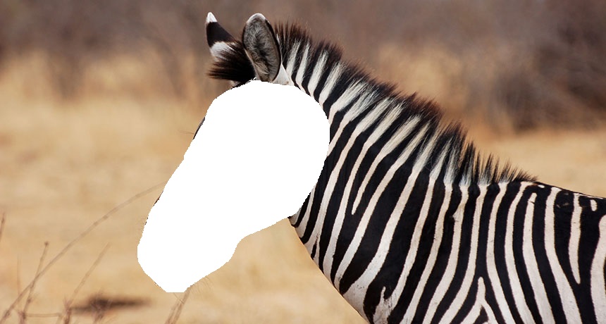 Zebra makan apa