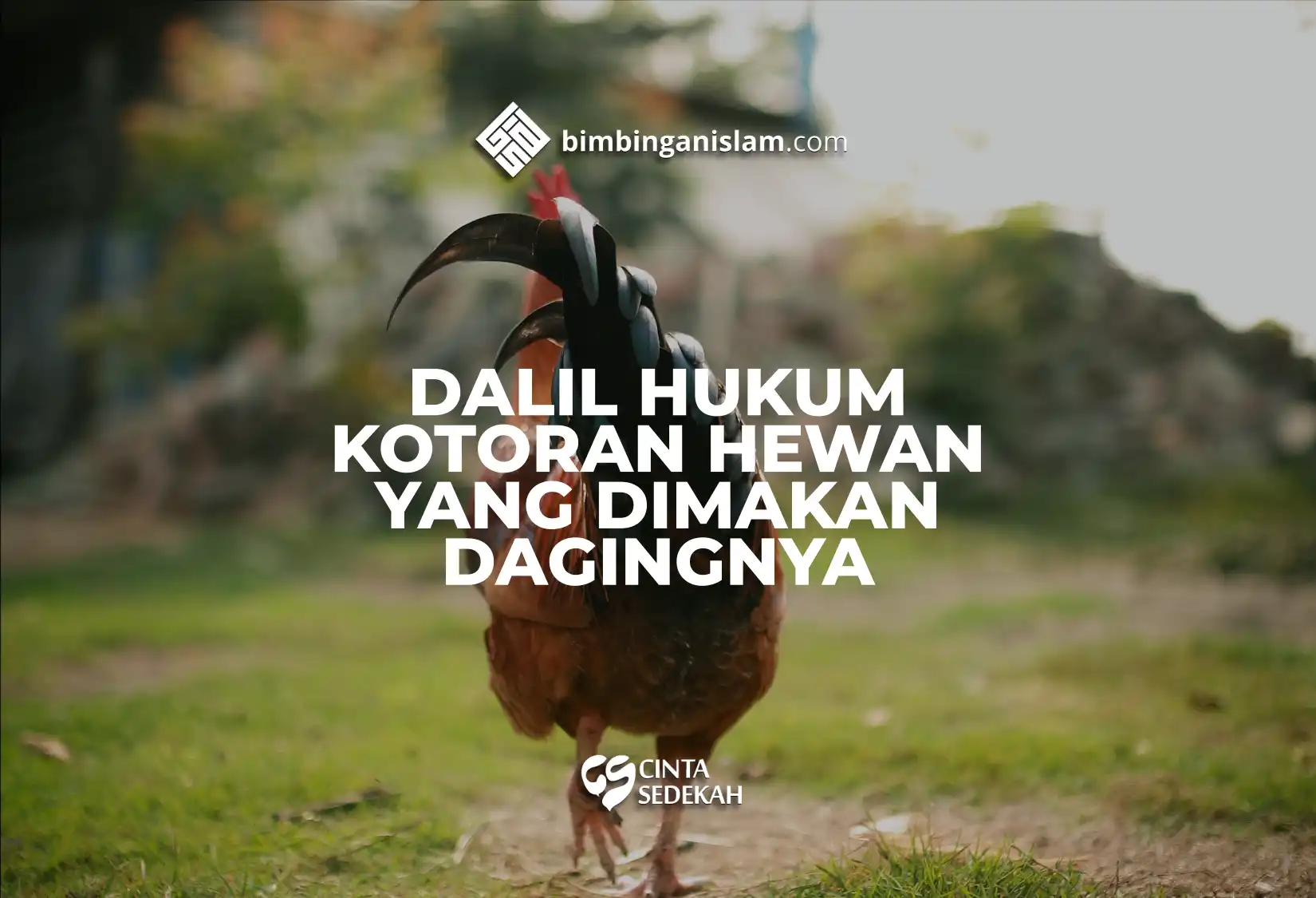 Dalil Hukum Kotoran Hewan Yang Di Makan Dagingnya